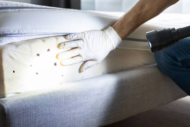 Best Local Pest Control Services  in Pine Crest, TN