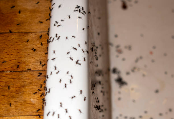 Best Residential Pest Control  in Pine Crest, TN