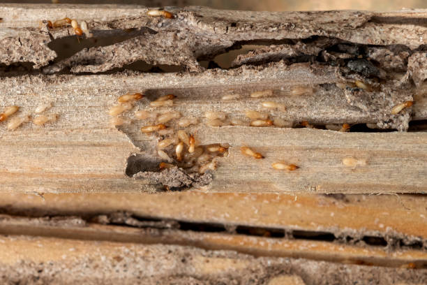 Best Pest Prevention Services  in Pine Crest, TN